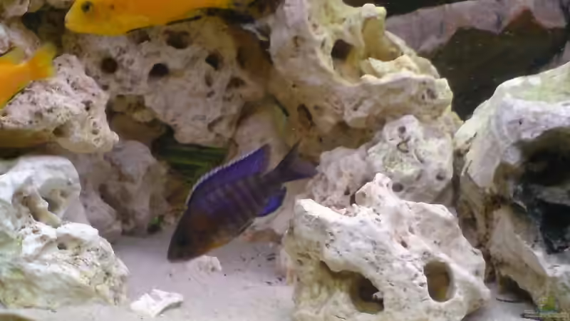 Aulonocara hansbaenschi - Kaiserbuntbarsch von Alihsan Boeklers (11)