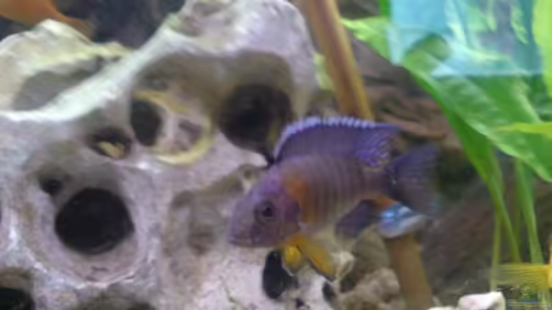 Aulonocara hansbaenschi - Kaiserbuntbarsch von Alihsan Boeklers (16)