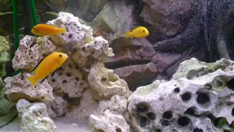 Aulonocara nyassae halten (Einrichtungsbeispiele für Kaiserbuntbarsche)