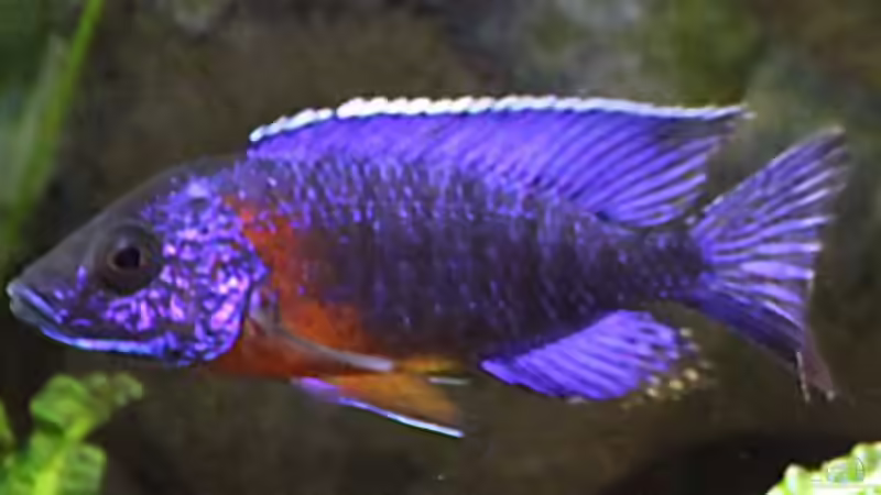 Aulonocara hansbaenschi ,,red flush´ von aquabert (27)