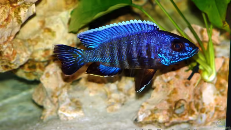 Aulonocara Hansbaenschi  (m) von Malawi Freak (13)