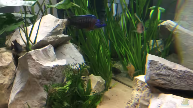 Aquarien mit Aulonocara stuartgranti "chiloelo" (Aulonocara hansbaenschi)