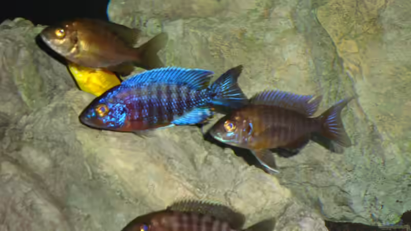 Aquarien mit Aulonocara stuartgranti "chiloelo" (Aulonocara hansbaenschi)