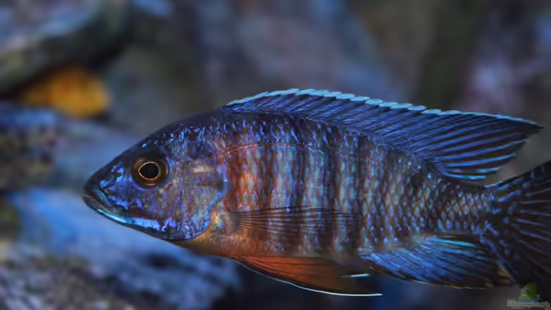 Aulonocara hansbaenschi red flush [WFNZ] von Marco O. (92)