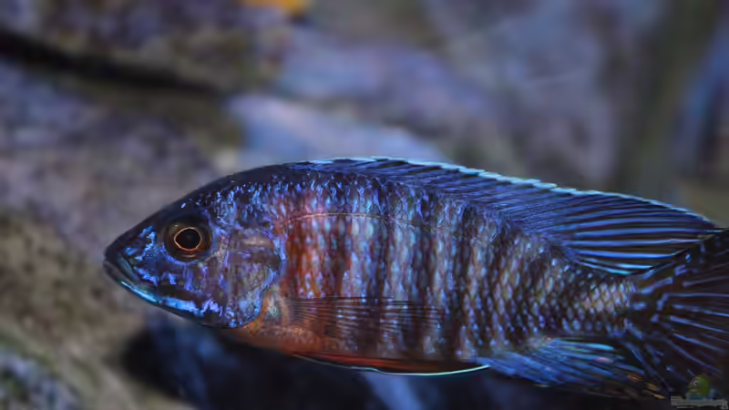 Aulonocara hansbaenschi red flush [WFNZ] von Marco O. (93)