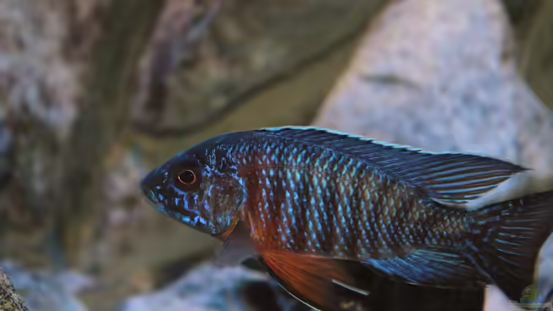 Aulonocara hansbaenschi red flush [WFNZ] von Marco O. (97)