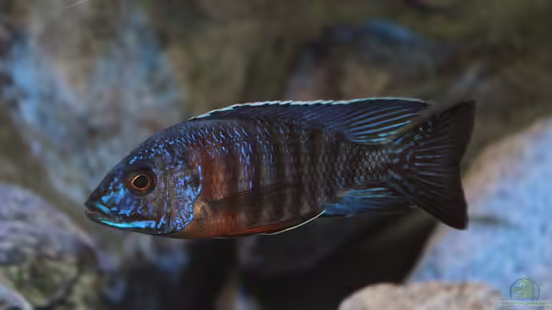 Aquarien mit Aulonocara stuartgranti "chiloelo" (Aulonocara hansbaenschi)
