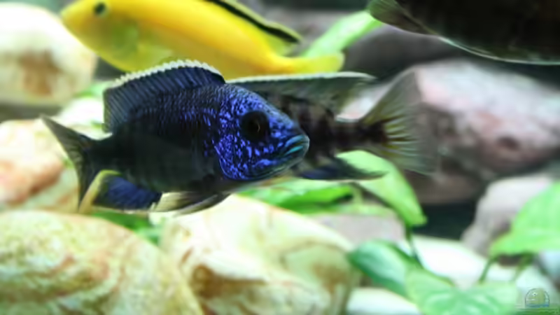 Aquarien mit Aulonocara stuartgranti "chiloelo" (Aulonocara hansbaenschi)