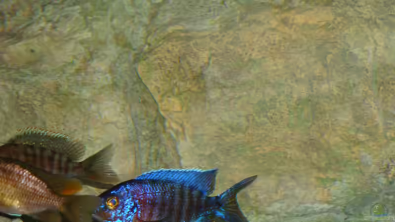 Aquarien mit Aulonocara stuartgranti "chiloelo" (Aulonocara hansbaenschi)