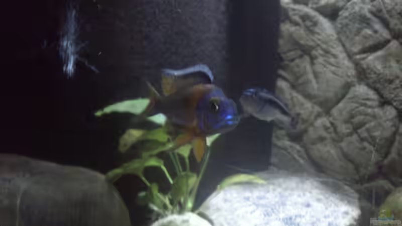 Aulonocara hansbaenschi redflusch von Noah (34)