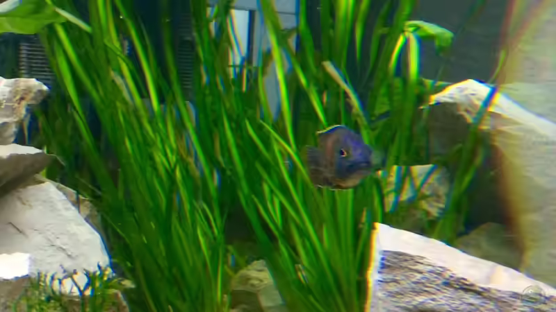 Aulonocara hansbaenschi von Philipp Roth (11)