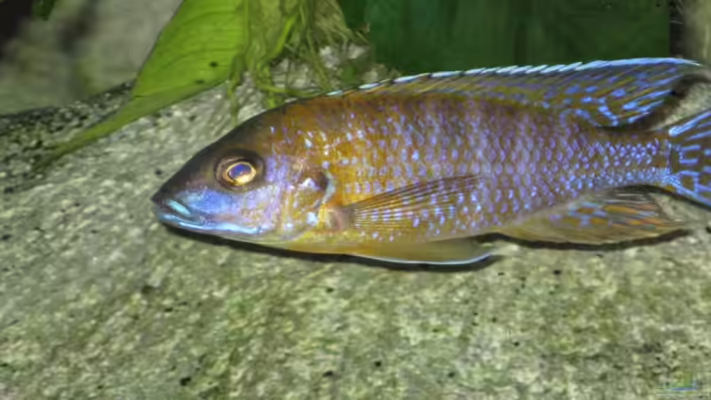 Aquarien mit Aulonocara stuartgranti "chiloelo" (Aulonocara hansbaenschi)