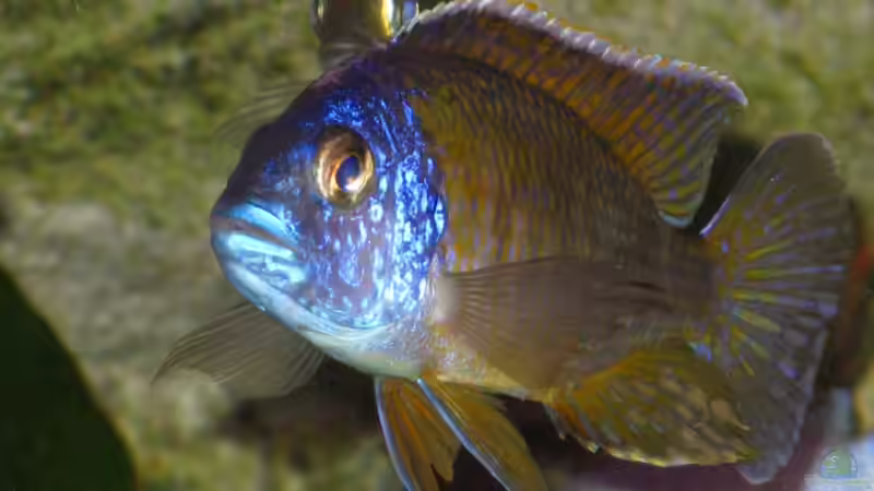 Aquarien mit Aulonocara stuartgranti "chiloelo" (Aulonocara hansbaenschi)