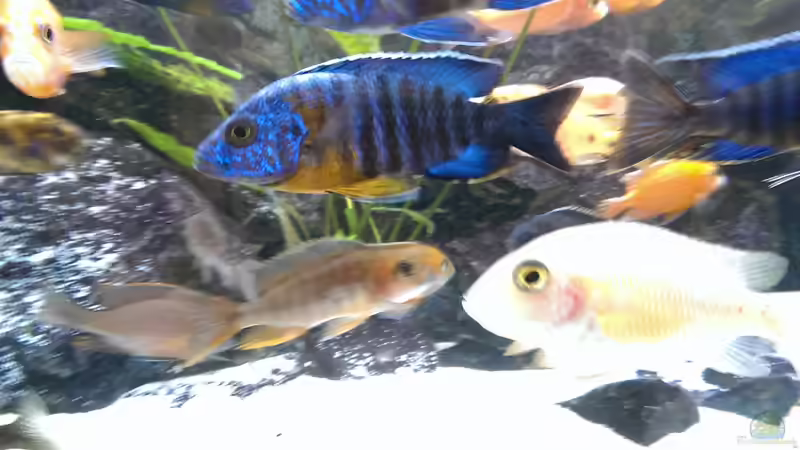 Aulonocara Hansbeanschi Red Flush von Malawi91 (19)