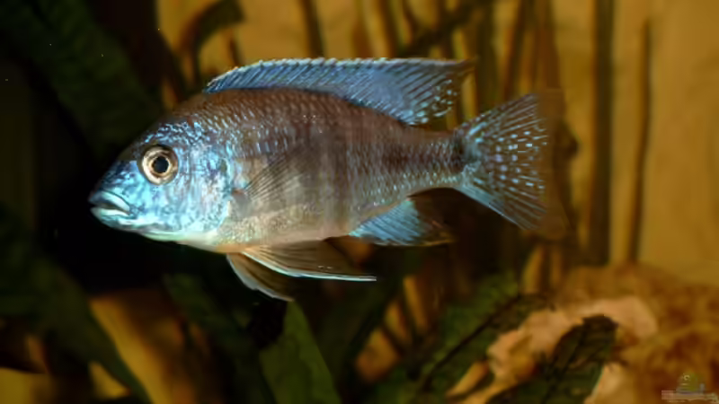 Aulonocara hansbeanschi von Christian Klar (35)