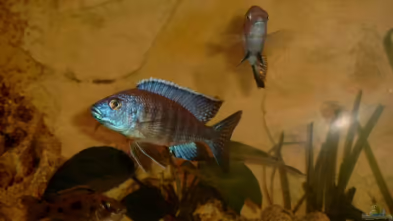 Aulonocara hansbeanschi von Christian Klar (37)