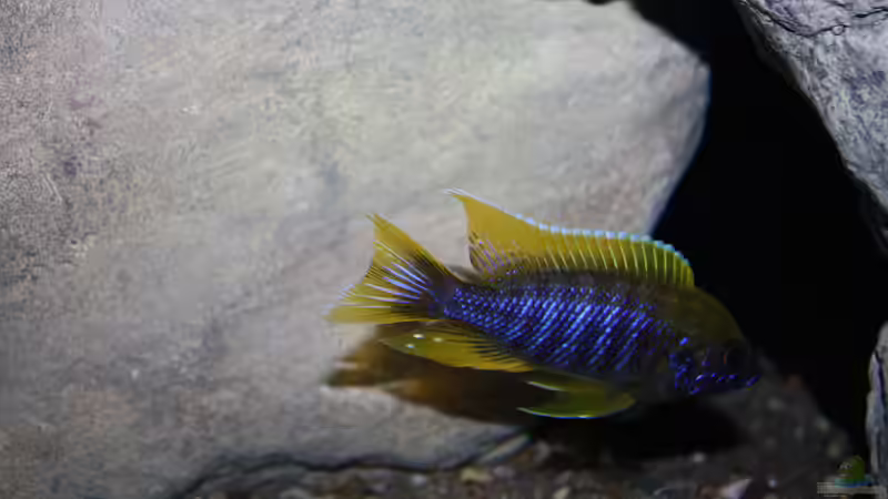 Aulonocara jacobfreibegi undu reef (mamelela) von StevenS (45)