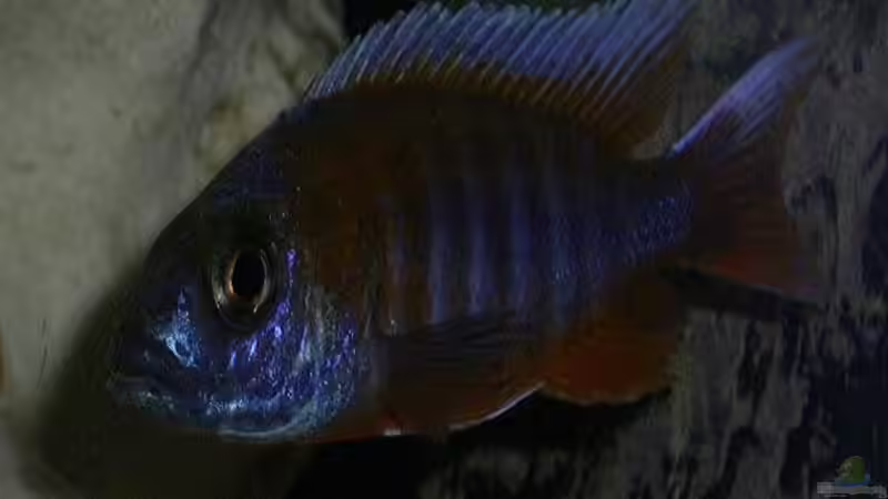 Aulonocara jacobfreibergi ,  Eureka ( Männchen ) von Michael Krauss (11)