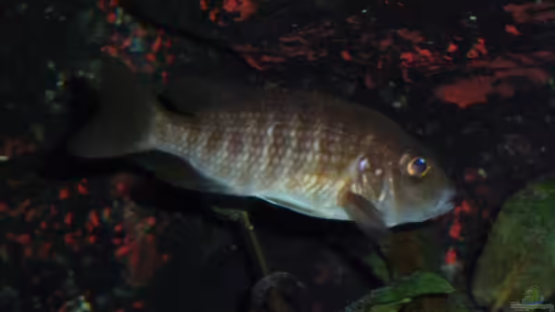 Aulonocara jacobfreibergi;  Weib von Couro (52)