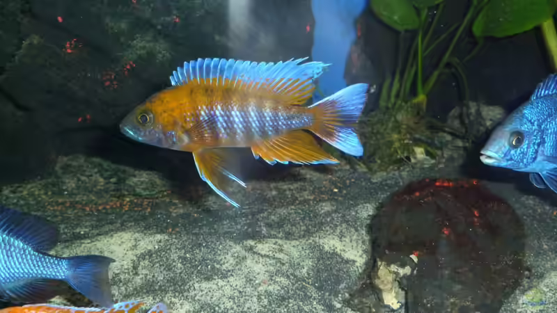 Aulonocara jacobfreibergi ? Eureka?; der potente Schönling von Couro (51)