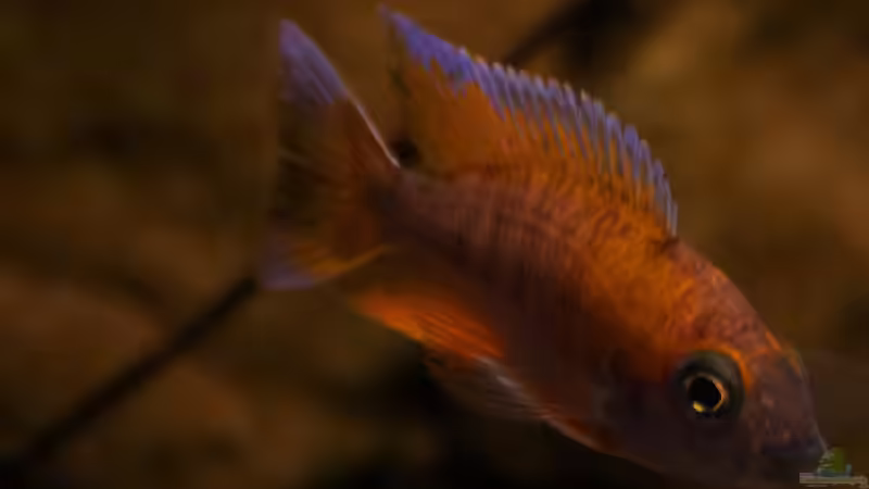 Einrichtungsbeispiele für Aulonocara jacobfreibergi (Feen-Kaiserbuntbarsch)