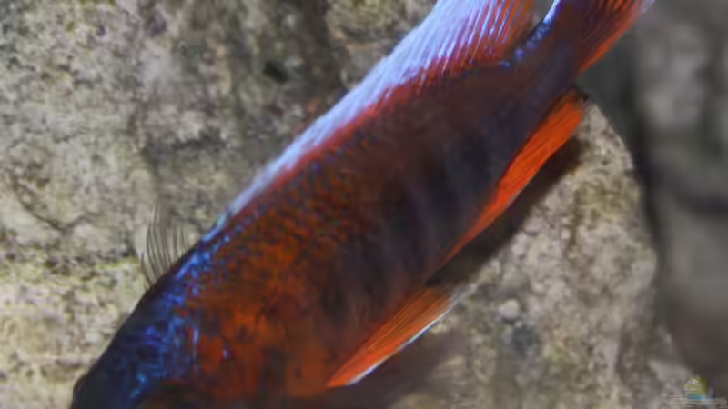 Aulonocara jacobfreibergi Cap Mclear  von Florian Bandhauer (78)