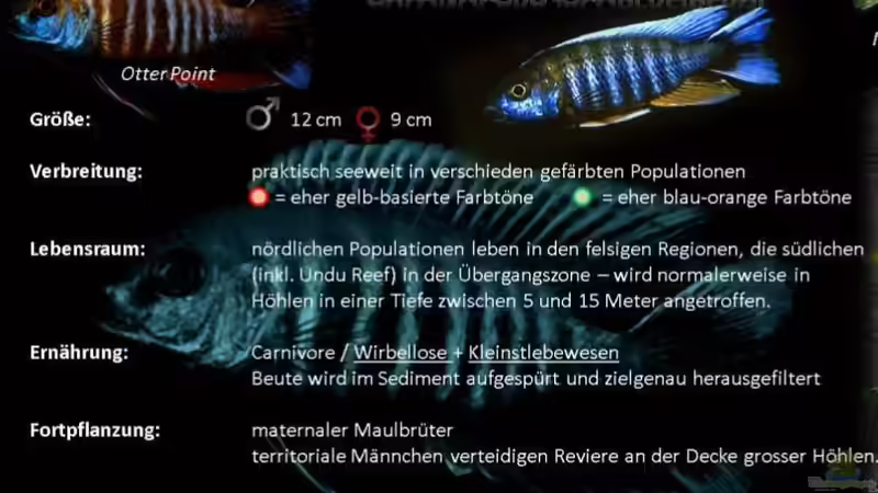 Aulonocara Jacobfreibergi CapMacLear von Jürgen Hubral (40)