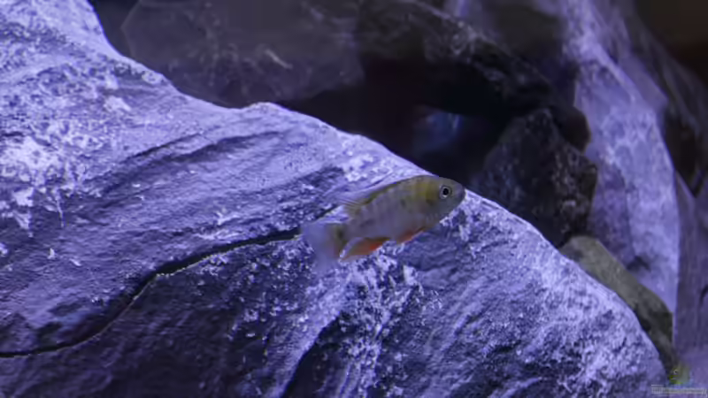 Aulonocara Jacobfreibergi CapMacLear von Jürgen Hubral (5)