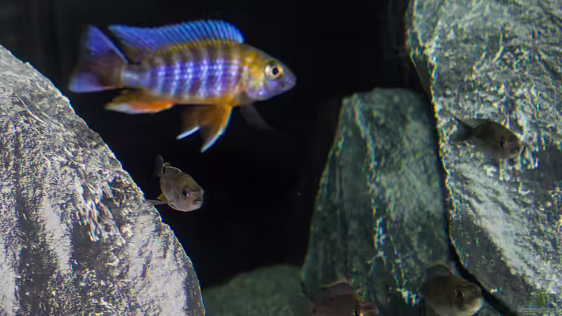 Aulonocara Jacobfreibergi CapMacLear von Jürgen Hubral (57)