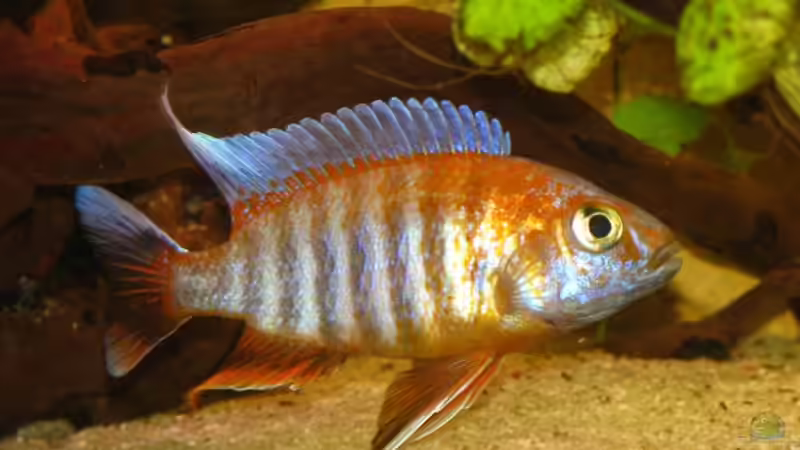 aulonocara jacobfreibergi (Eureka) - Bock von schmidm2000 (5)