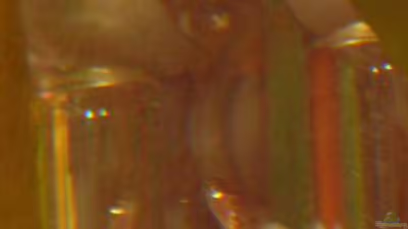 aulonocara jacobfreibergi (Eureka) - Nachwuchs von schmidm2000 (7)