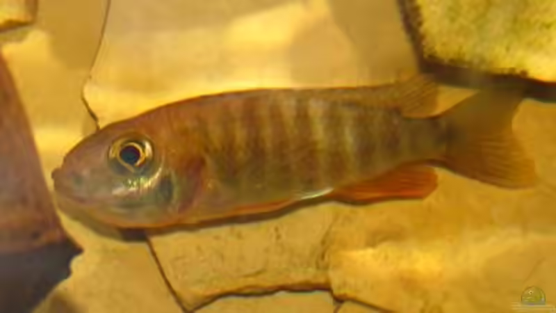 aulonocara jacobfreibergi (Eureka) - Weibchen mit Brut im Maul von schmidm2000 (6)