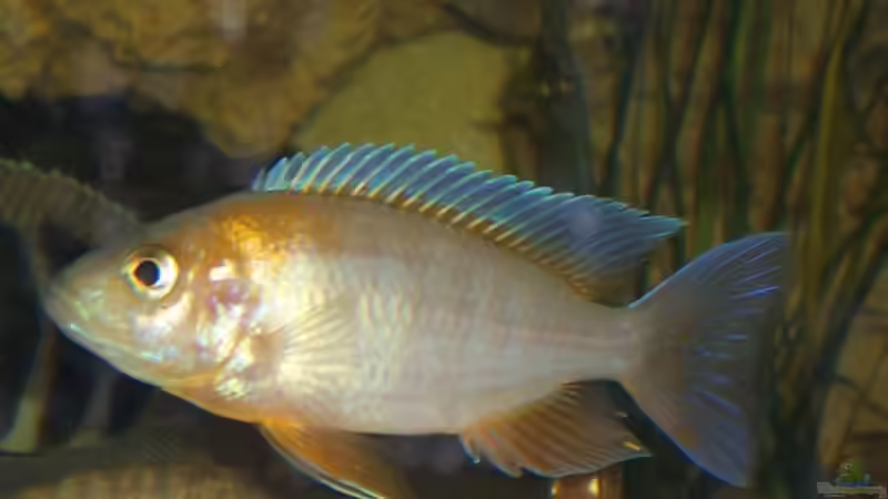 Aulonocara jacobfreibergi eureka jungtier von Dirk Abelshausen (29)