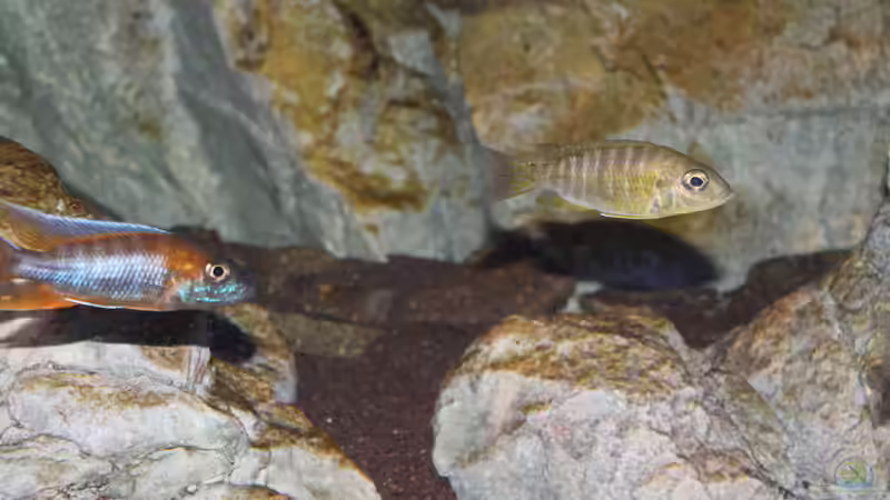 Aulonocara Jacobfreibergi ´Eureka´ (M) , Aulonocara Stuartgranti     ´Maleri´ von Thomas B. (34)