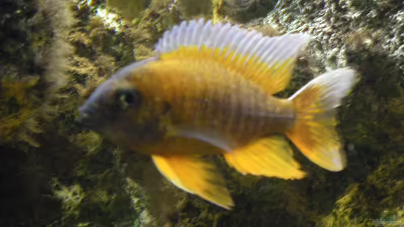 Aulonocara Jacobfreibergi Eureka Red (Männchen) von Thomas Schlechter (14)