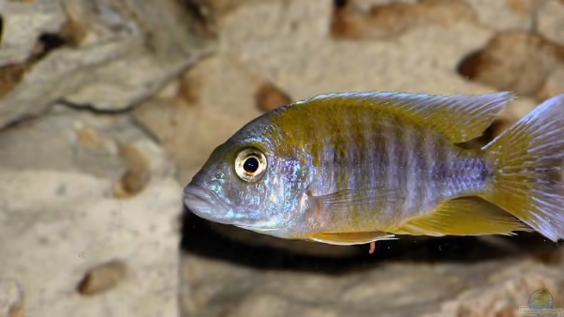 Aulonocara jacobfreibergi Hongi Island Bock von mbuna-guwo (13)