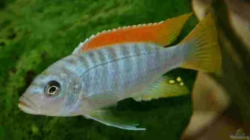 Aulonocara jacobfreibergi M von Kurt Weissenboeck (2)