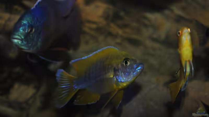 Aulonocara Jacobfreibergi Mamela ´Undu Reef´ ´ von Lutz K (54)