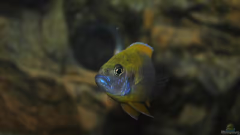 Aulonocara Jacobfreibergi Mamela ´Undu Reef´ ´ von Lutz K (55)