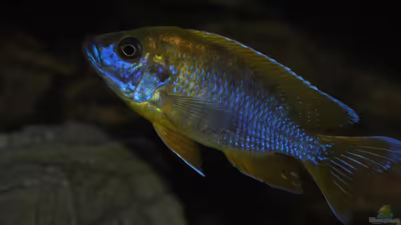 Aulonocara Jacobfreibergi Mamela ´Undu Reef´ ´ von Lutz K (56)