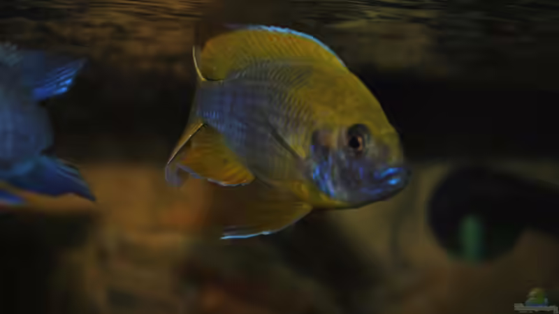 Einrichtungsbeispiele für Aulonocara jacobfreibergi (Feen-Kaiserbuntbarsch)