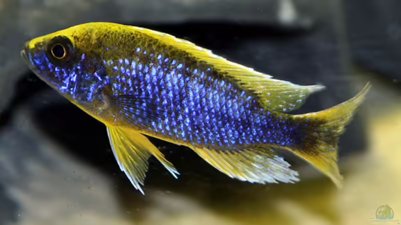 aulonocara jacobfreibergi mamelela von wakito (4)