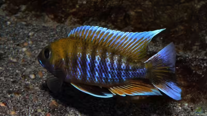 Aulonocara jacobfreibergi ´Otter Point´ von marxbre (50)