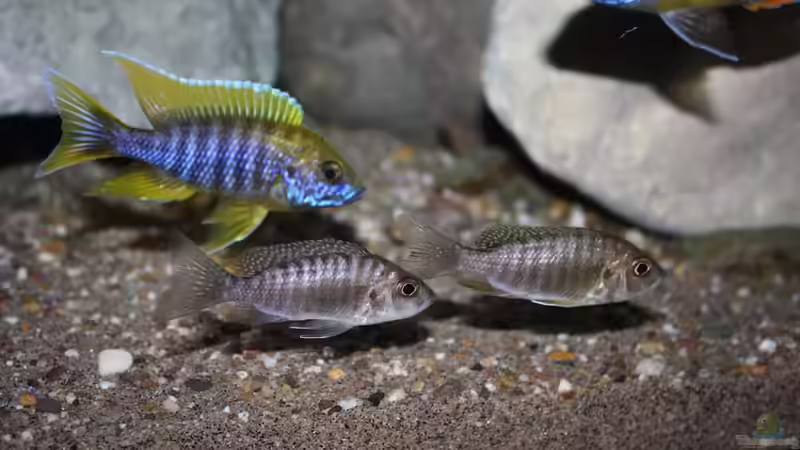 Aulonocara jacobfreibergi undu reef (mamelela) von StevenS (27)