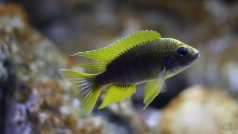 Aulonocara jacobfreibergi undu reef (mamelela) von StevenS (30)