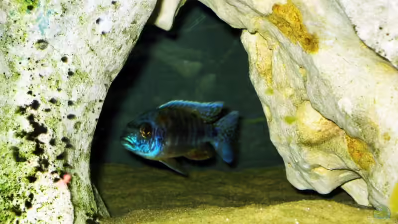 Aulonocara jacobfreibergi von Chrissi (8)