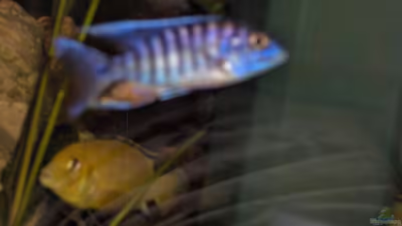 Aulonocara jacobfreibergi´New blue Orchid´ von Jens Zinder (14)