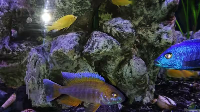 Aulonocara jacobsfrybergi von Irzzz (32)