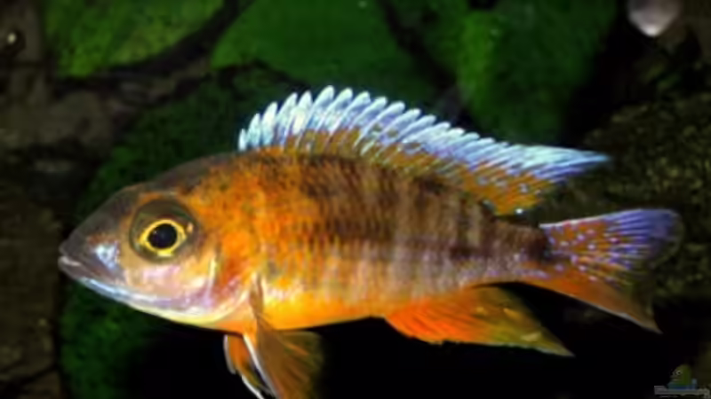 Aulonocara Jakob Freibergi männchen von Olaf Kaul (9)