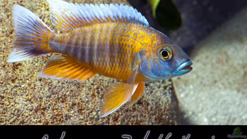 Aulonocara Jakobfreibergi von boffix (28)